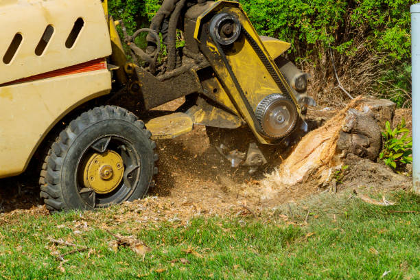  , USA Tree Removal Pros